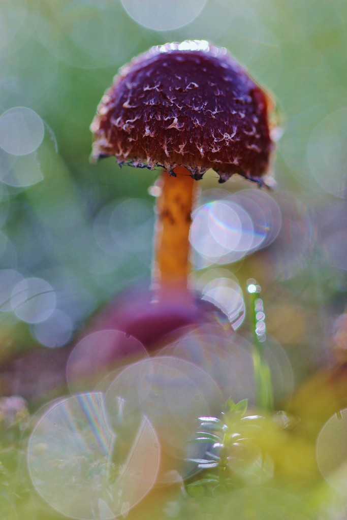 More Mushroom by motherjane