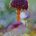More Mushroom by motherjane