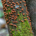 Baby tree fungi by gosia