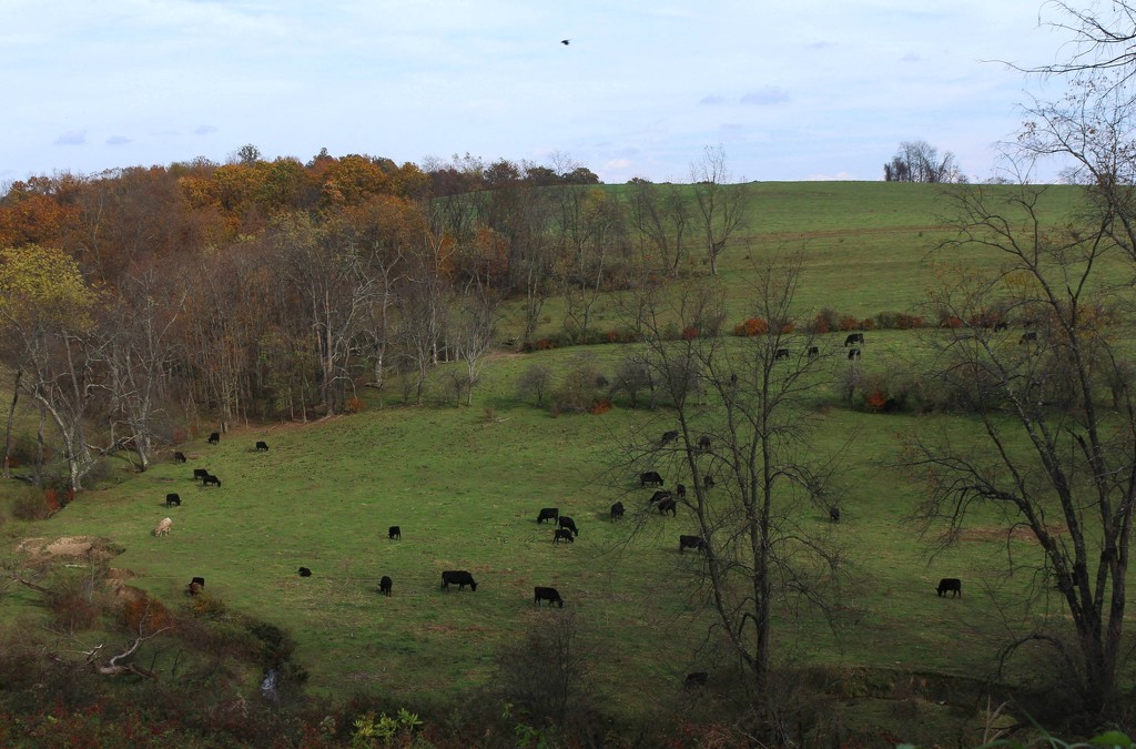 Grazing in the field by mittens