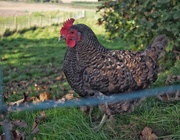 3rd Nov 2016 - Grand weather for hens