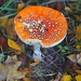 magic mushroom by quietpurplehaze