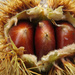 Chestnuts by janturnbull