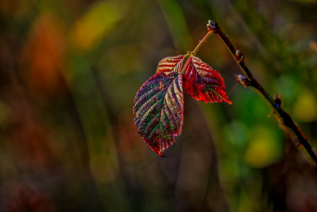leaves by lynnz