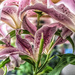 Lilies by frequentframes