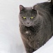 Broketail snow cat. by maggie2