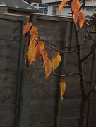 3rd Nov 2016 - Autumn Tree