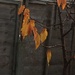Autumn Tree by cataylor41