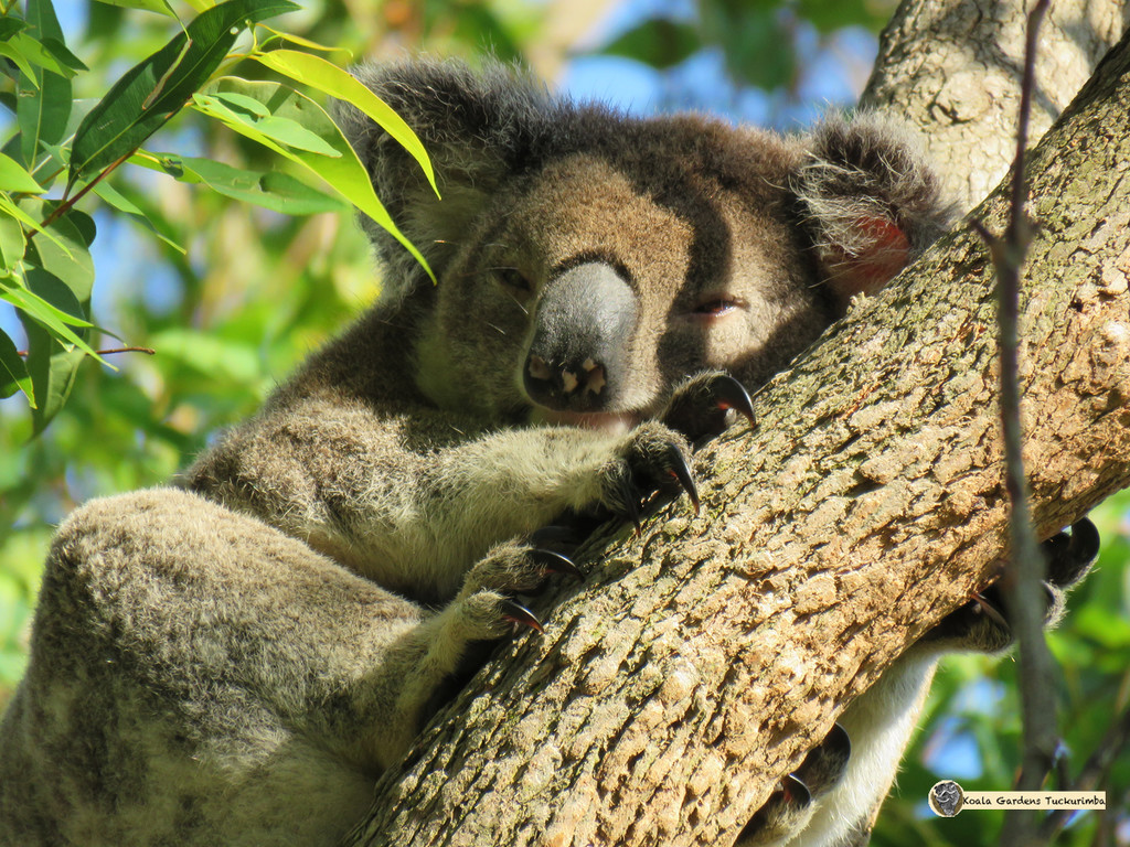 morning naps by koalagardens