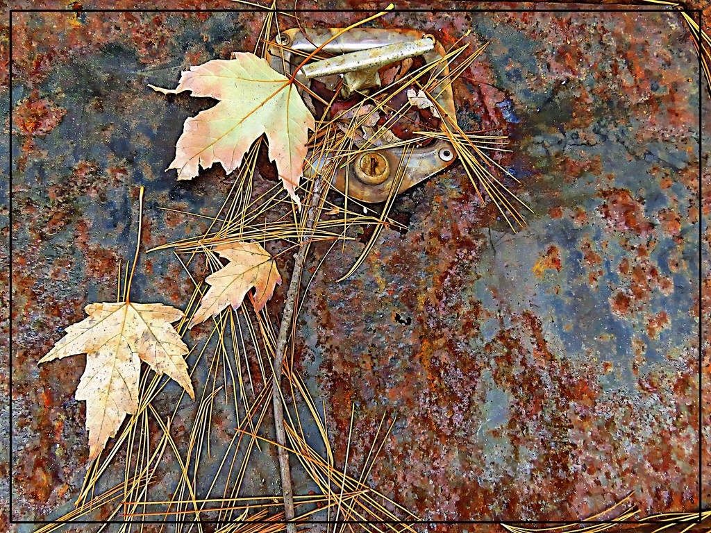 Leaves, Pine Needles and Rust by olivetreeann