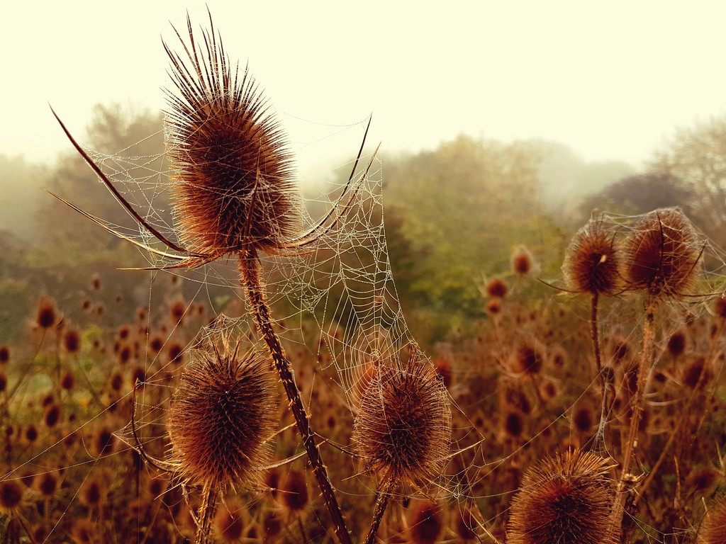 Teasels and webs by julienne1