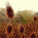 Teasels and webs by julienne1