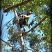 up amongst the Gum Trees by cruiser