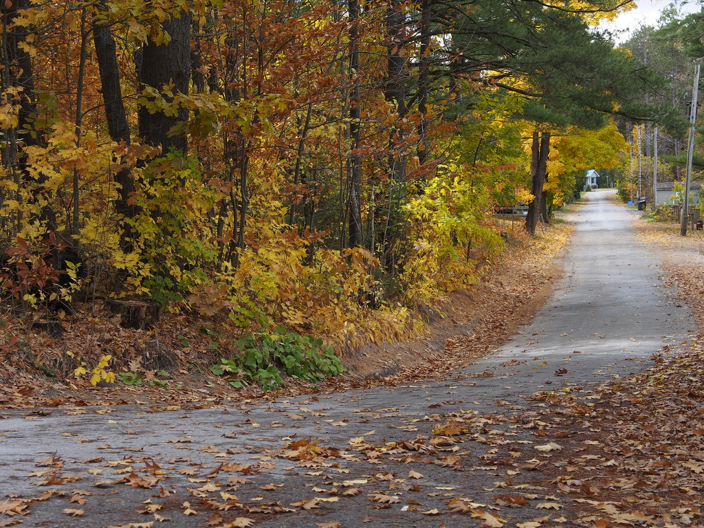 Walking the Road in Fall by selkie