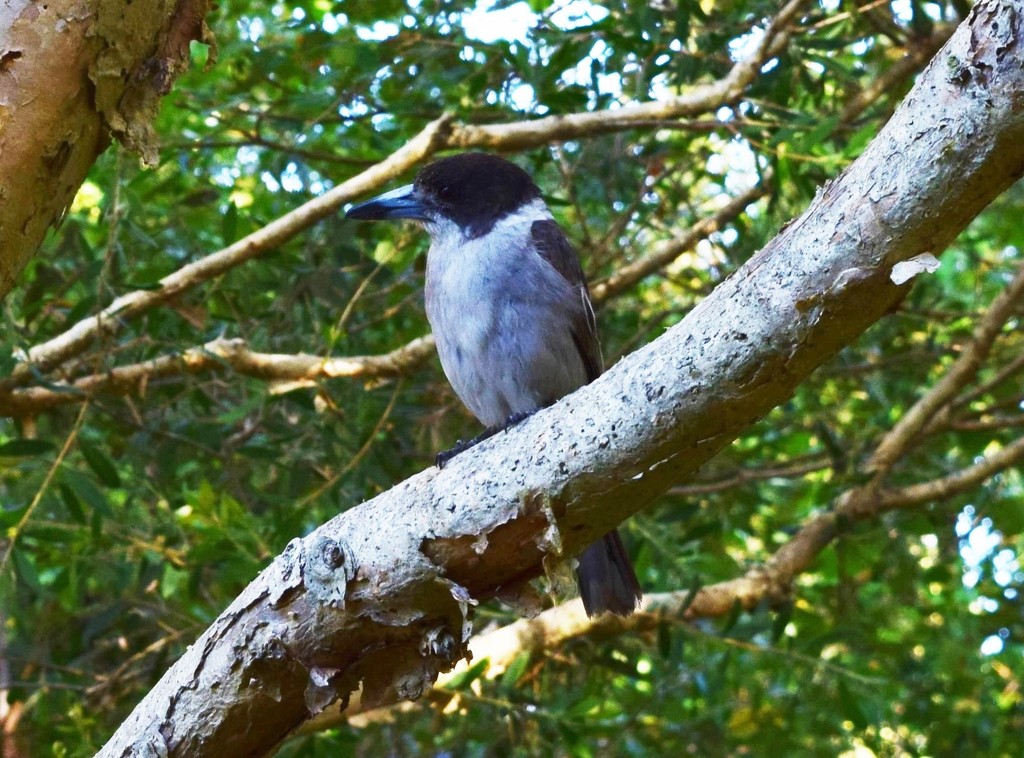 Juvenile Butcher Bird ~  by happysnaps