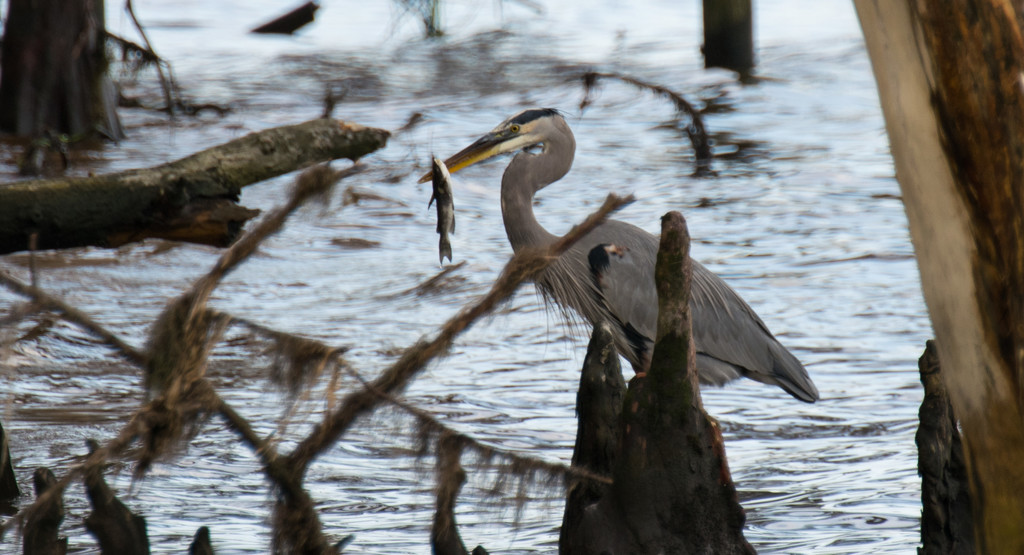 Blue Heron Having a Snack! by rickster549