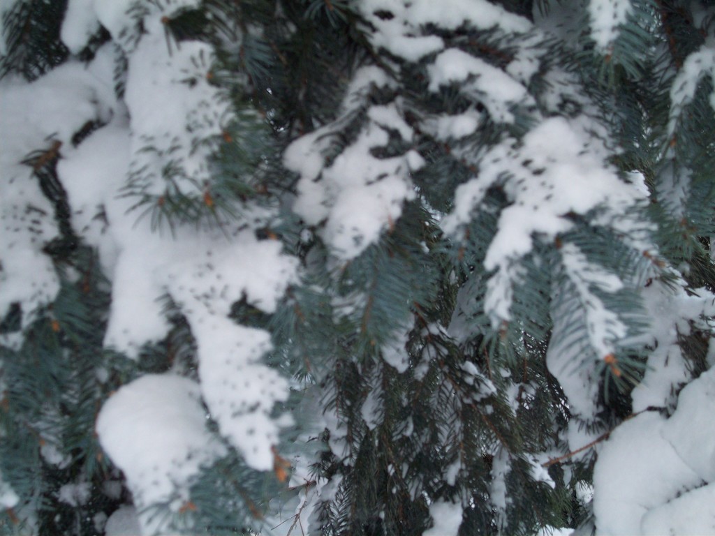 A Blue Spruce Winter is coming by stillmoments33