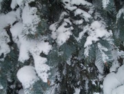 4th Nov 2016 - A Blue Spruce Winter is coming