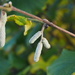 Catkins? In November? by philhendry