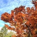 my maple tree. by cocobella