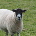 Sheep by philhendry