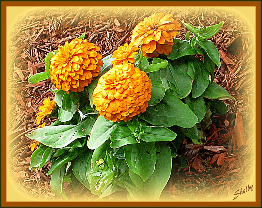 Golden Flowers by vernabeth