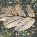 Metallic leaf by plainjaneandnononsense