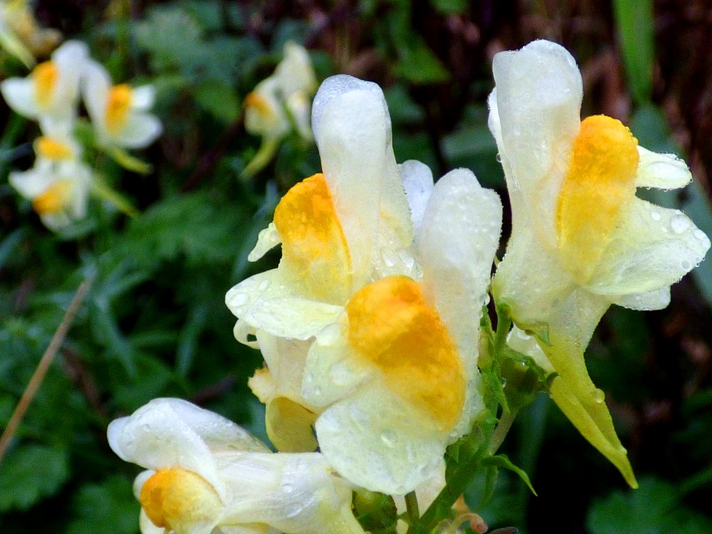 Toadflax by julienne1