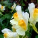 Toadflax by julienne1