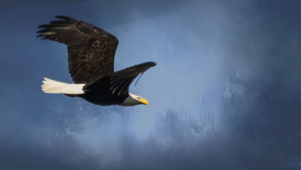 Flying Bald Eagle  by jgpittenger