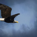 Flying Bald Eagle  by jgpittenger