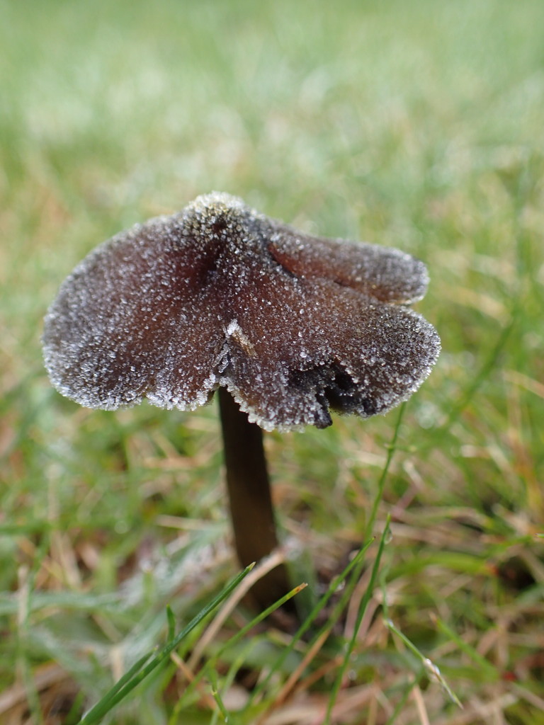 Frosty the Mushroom by mattjcuk