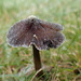 Frosty the Mushroom by mattjcuk