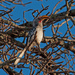 Hornbill  by philbacon
