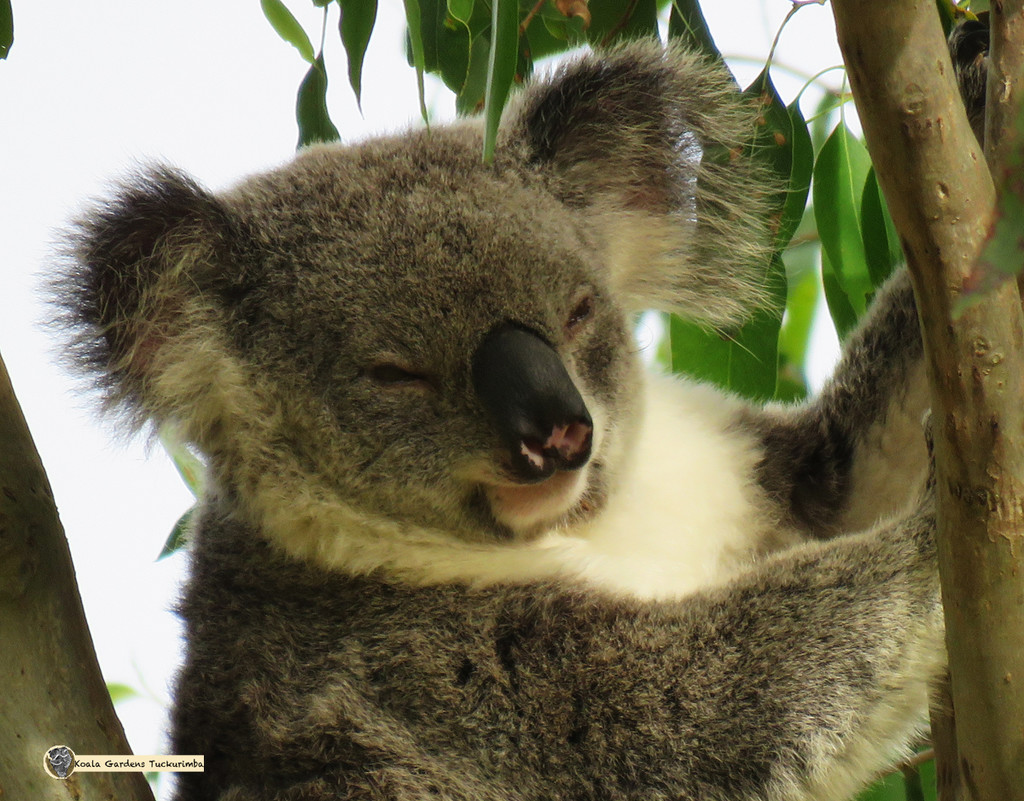 smile? by koalagardens