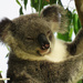 smile? by koalagardens