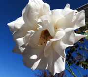 4th Nov 2016 - White rose on blue sky