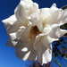 White rose on blue sky by homeschoolmom