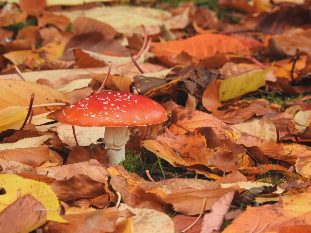 Fly Agaric and Fallen Leaves by roachling