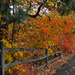 Autumn walk by loweygrace
