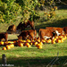 Cows Eating Pumpkins I by falcon11
