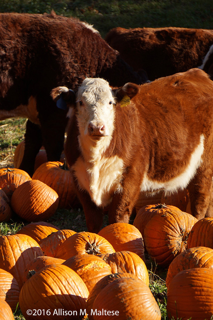 Cow and Pumpkins II by falcon11
