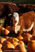 4th Nov 2016 - Cow and Pumpkins II