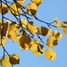 Sunlit Leaves by julie
