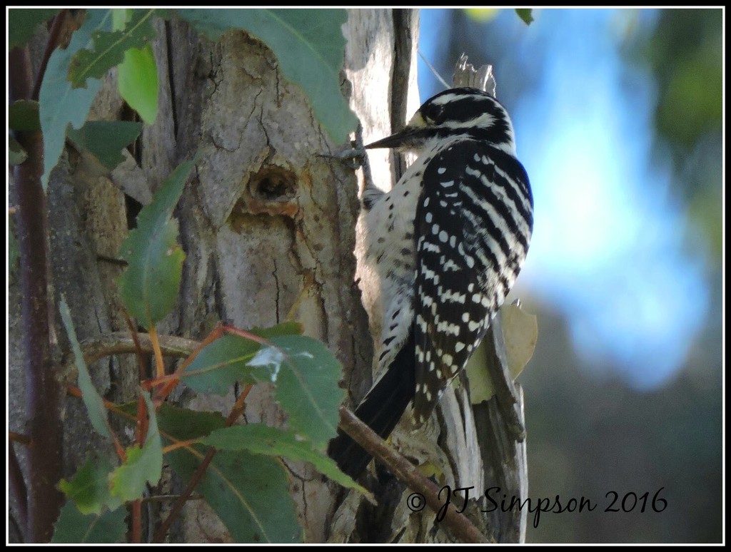 Nuttall Woodpecker by soylentgreenpics