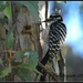 Nuttall Woodpecker by soylentgreenpics