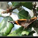 Butterfly on Scrub Oak by soylentgreenpics