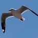 Seagull  by Dawn