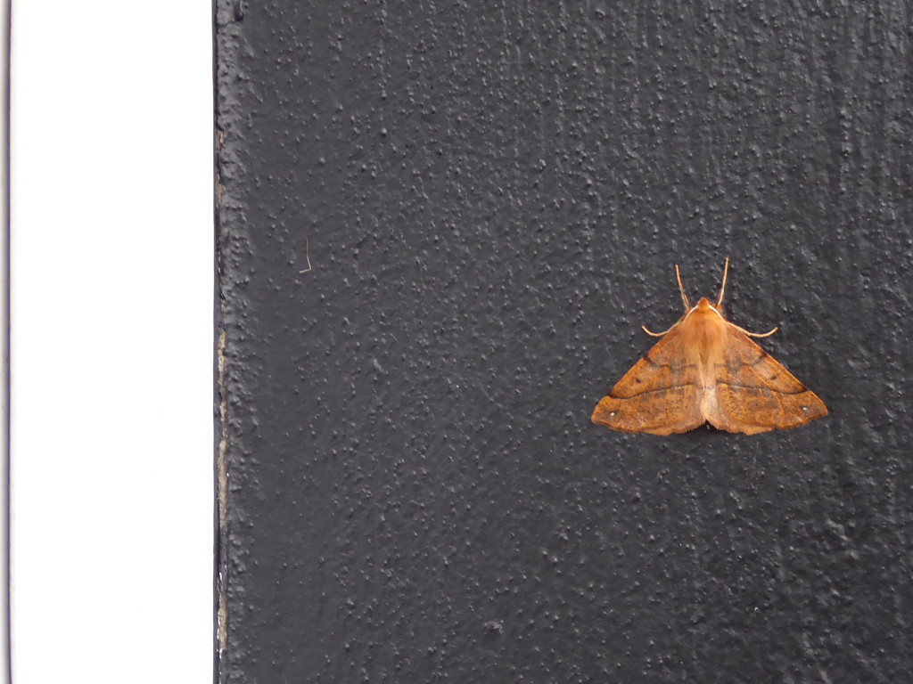 Autumn moths 12 .Feathered Thorn by steveandkerry
