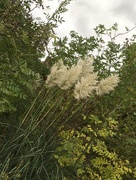 5th Nov 2016 - Pampas Grass by the Canal